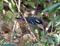 Setophaga nigrescens