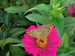Argynnis pandora