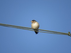 Hirundo rustica erythrogaster