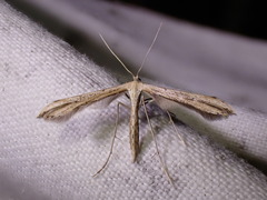 Emmelina