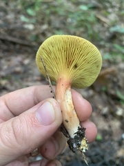 Phylloporus