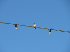 Hirundo rustica erythrogaster