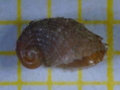 Capulus ungaricus