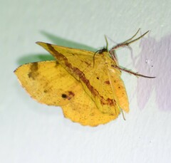 Erastria decrepitaria