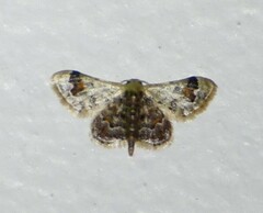 Idaea asceta