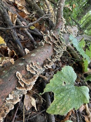 Stereum gausapatum