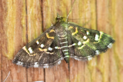 Diathrausta harlequinalis
