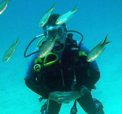 Neopomacentrus miryae