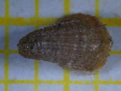 Capulus ungaricus