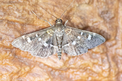 Diathrausta harlequinalis