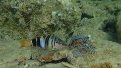 Serranus scriba