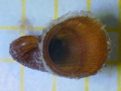 Capulus ungaricus