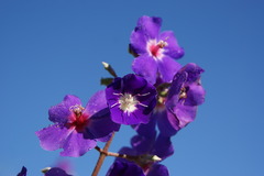 Pleroma heteromallum