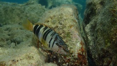 Serranus scriba