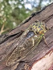 Neotibicen latifasciatus
