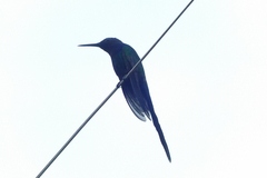 Eupetomena macroura