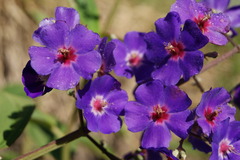 Pleroma heteromallum