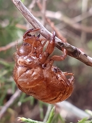 Neotibicen latifasciatus