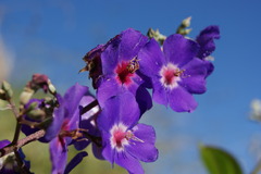 Pleroma heteromallum