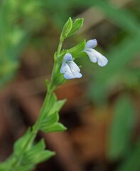 Salvia reflexa