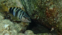 Serranus scriba