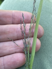 Eragrostis albensis