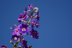 Pleroma heteromallum