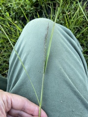 Eragrostis albensis