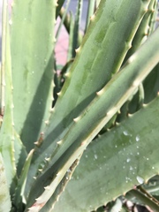 Aloe vera