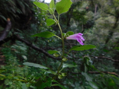 Scutellaria macra