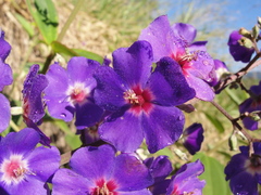 Pleroma heteromallum