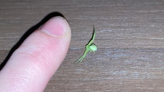 Thomisidae