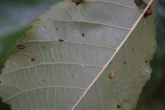 Caryomyia caryae