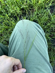 Eragrostis albensis