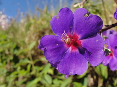 Pleroma heteromallum