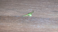 Thomisidae