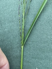 Eragrostis albensis