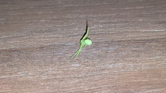 Thomisidae