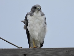 Geranoaetus albicaudatus