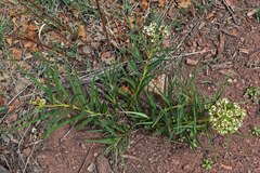 Asclepias asperula