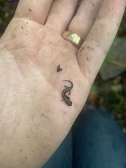 Plethodontidae