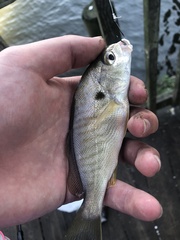 Leiostomus xanthurus