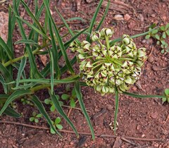 Asclepias asperula