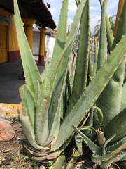 Aloe vera