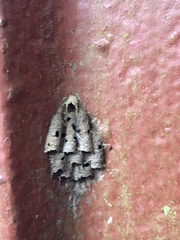Apoidea
