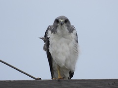 Geranoaetus albicaudatus