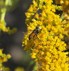 Cylindromyia intermedia