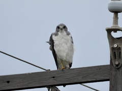 Geranoaetus albicaudatus
