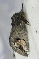 Rifargia ditta