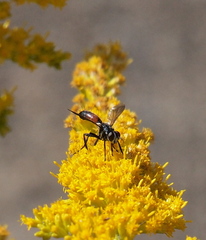 Cylindromyia intermedia